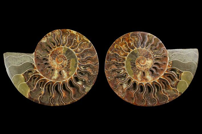 Agatized Ammonite Fossil - Agatized #144107